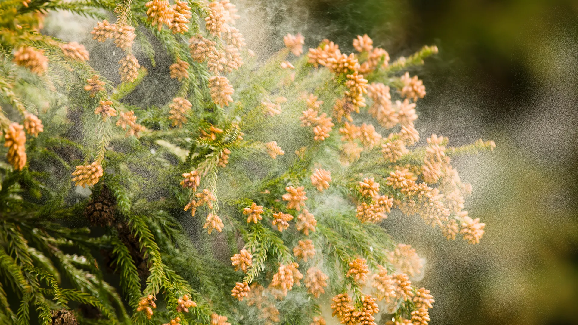 花粉症